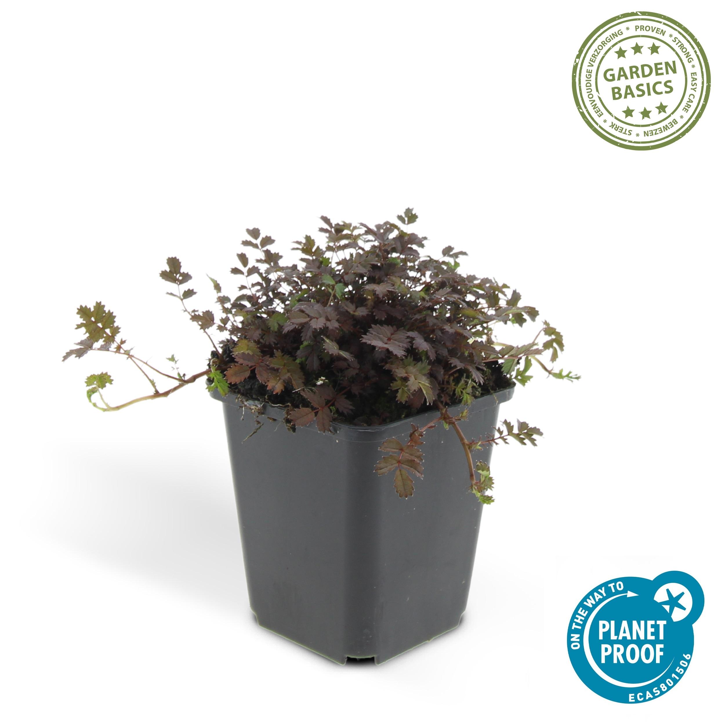 Garden basics 24 x Acaena microphylla 'Kupferteppich' - ↕10-25cm - Ø9cm (50254)