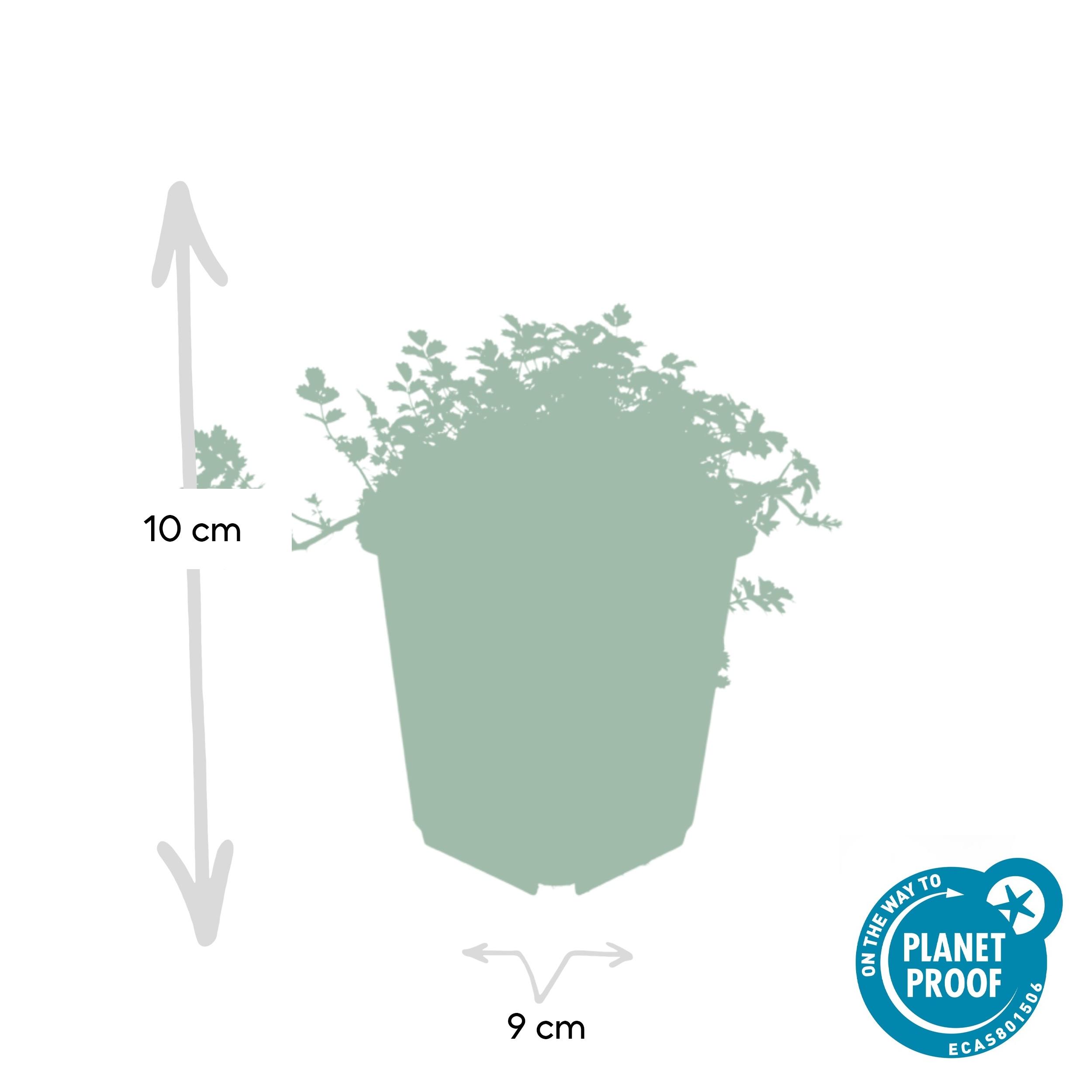 Garden basics 24 x Acaena microphylla 'Kupferteppich' - ↕10-25cm - Ø9cm (50254)