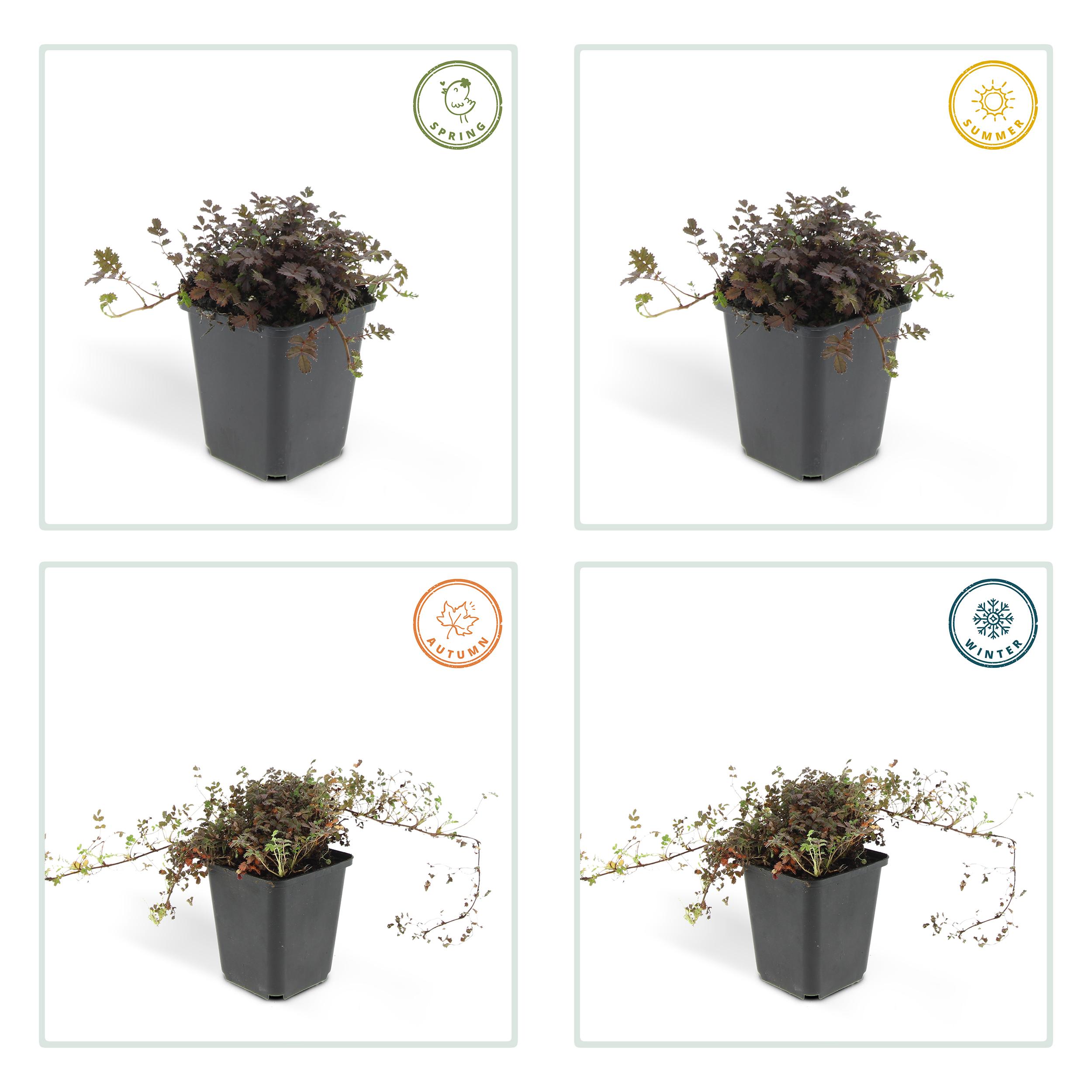 Garden basics 24 x Acaena microphylla 'Kupferteppich' - ↕10-25cm - Ø9cm (50254)