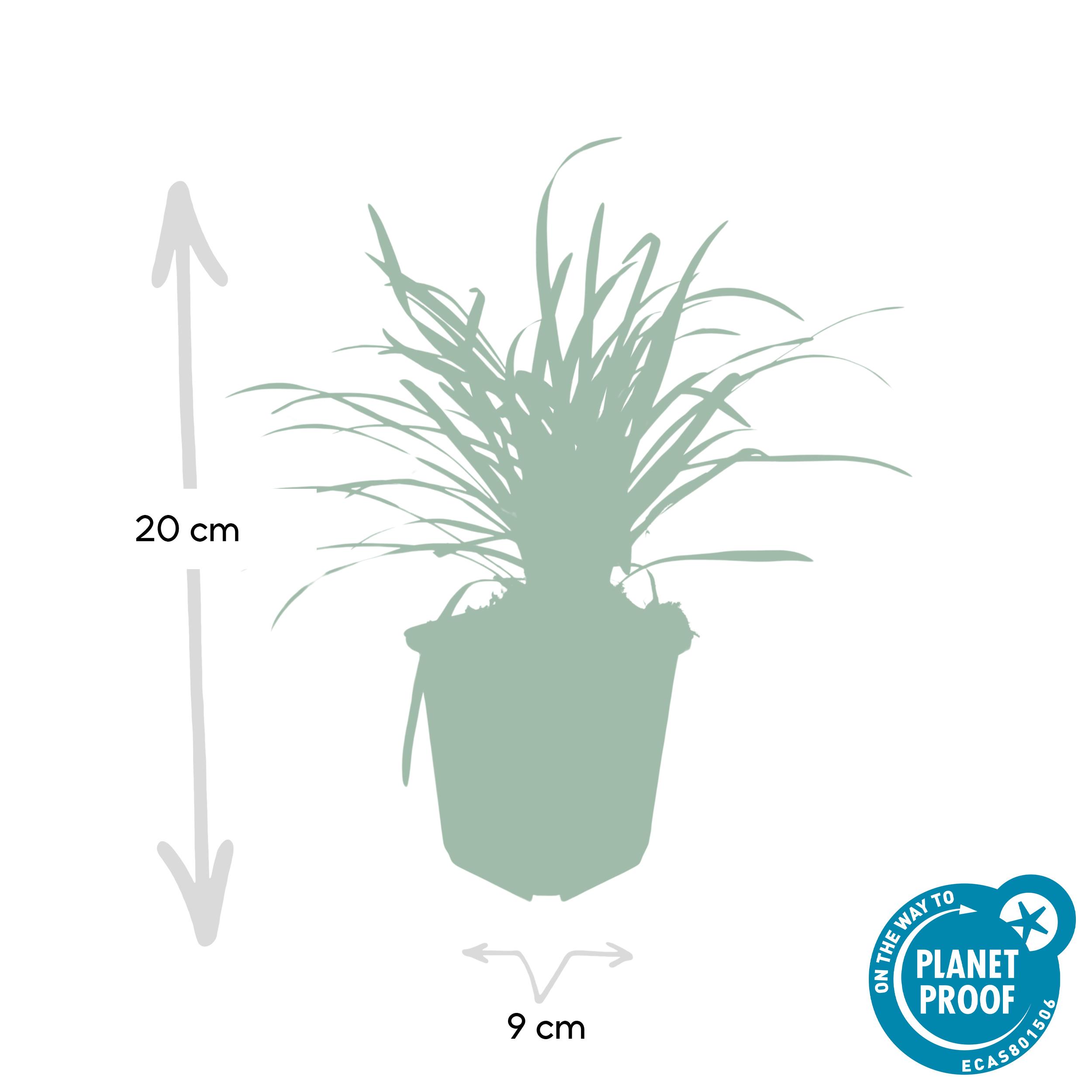 Garden basics 24x Liriope muscari 'Big Blue' - ↕10-25cm - Ø9cm (50468)