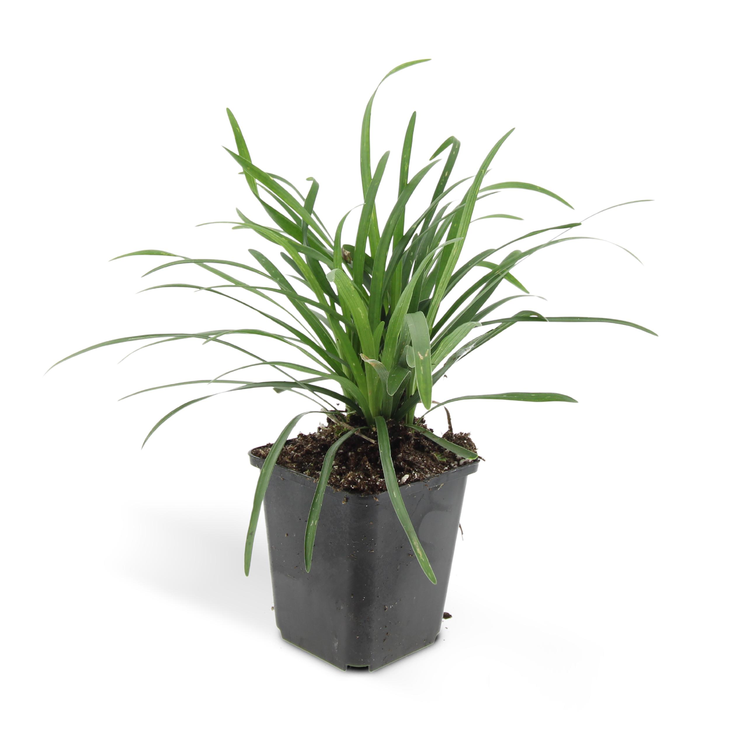 Garden basics 24x Liriope muscari 'Big Blue' - ↕10-25cm - Ø9cm (50468)