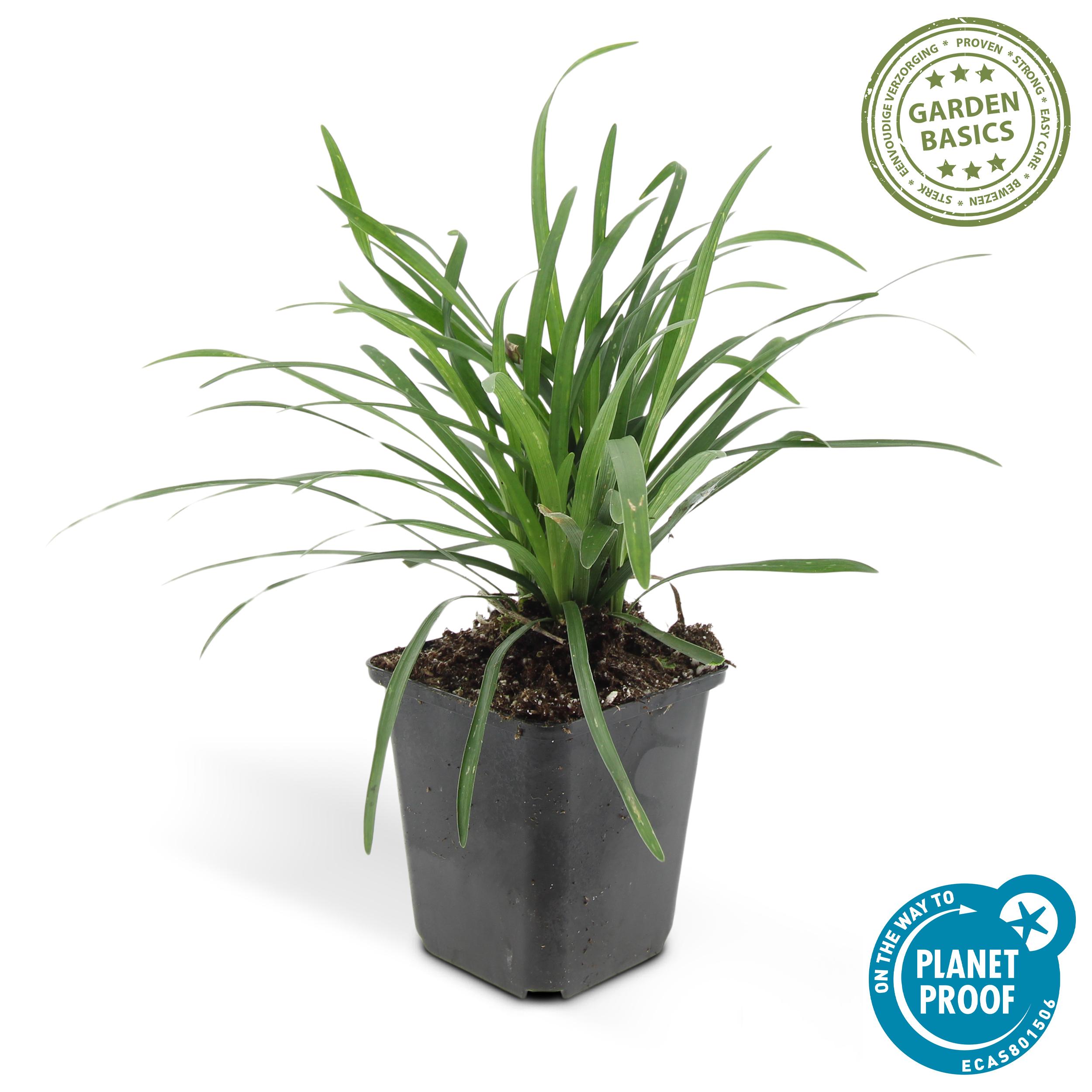 Garden basics 24x Liriope muscari 'Big Blue' - ↕10-25cm - Ø9cm (50468)