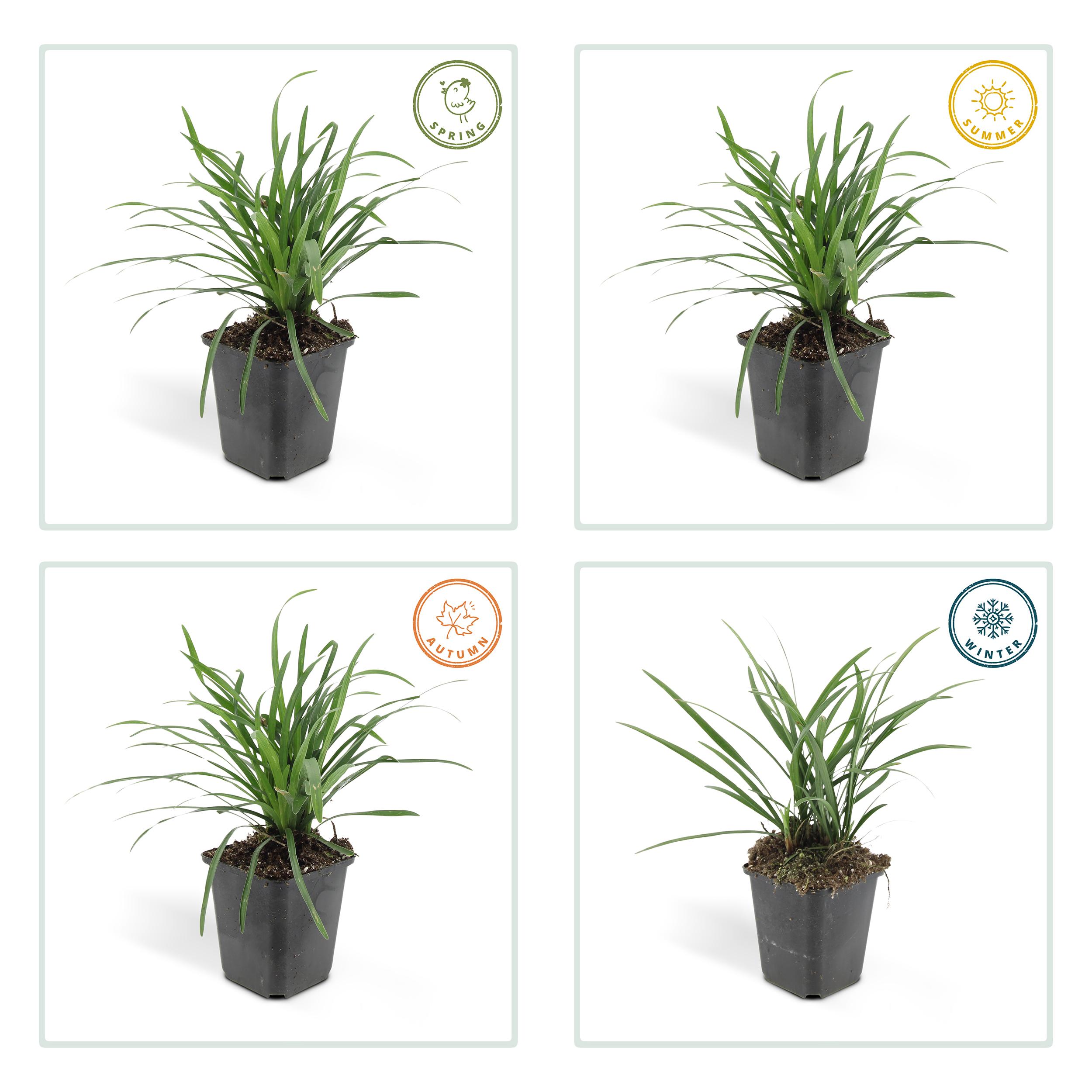 Garden basics 24x Liriope muscari 'Big Blue' - ↕10-25cm - Ø9cm (50468)
