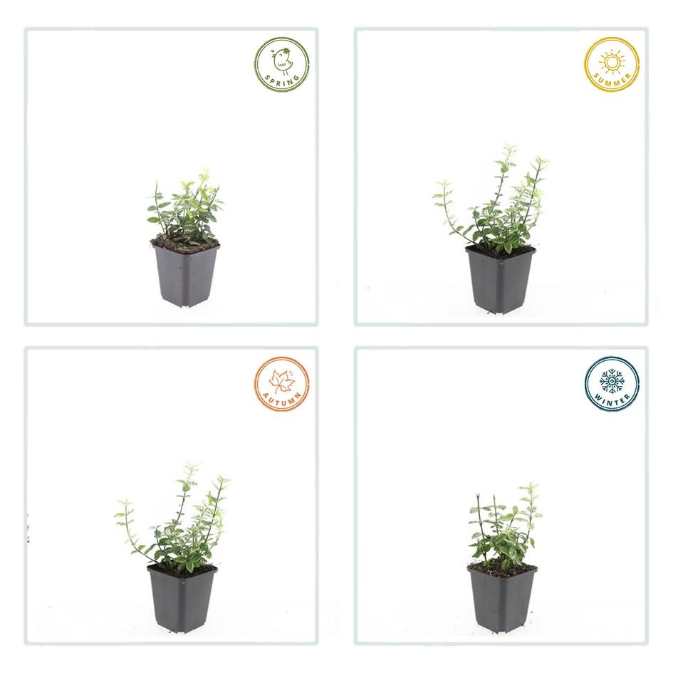 Garden basics 12x Euonymus fort. 'Harlequin' - ↕10-25cm - Ø9cm (47709)