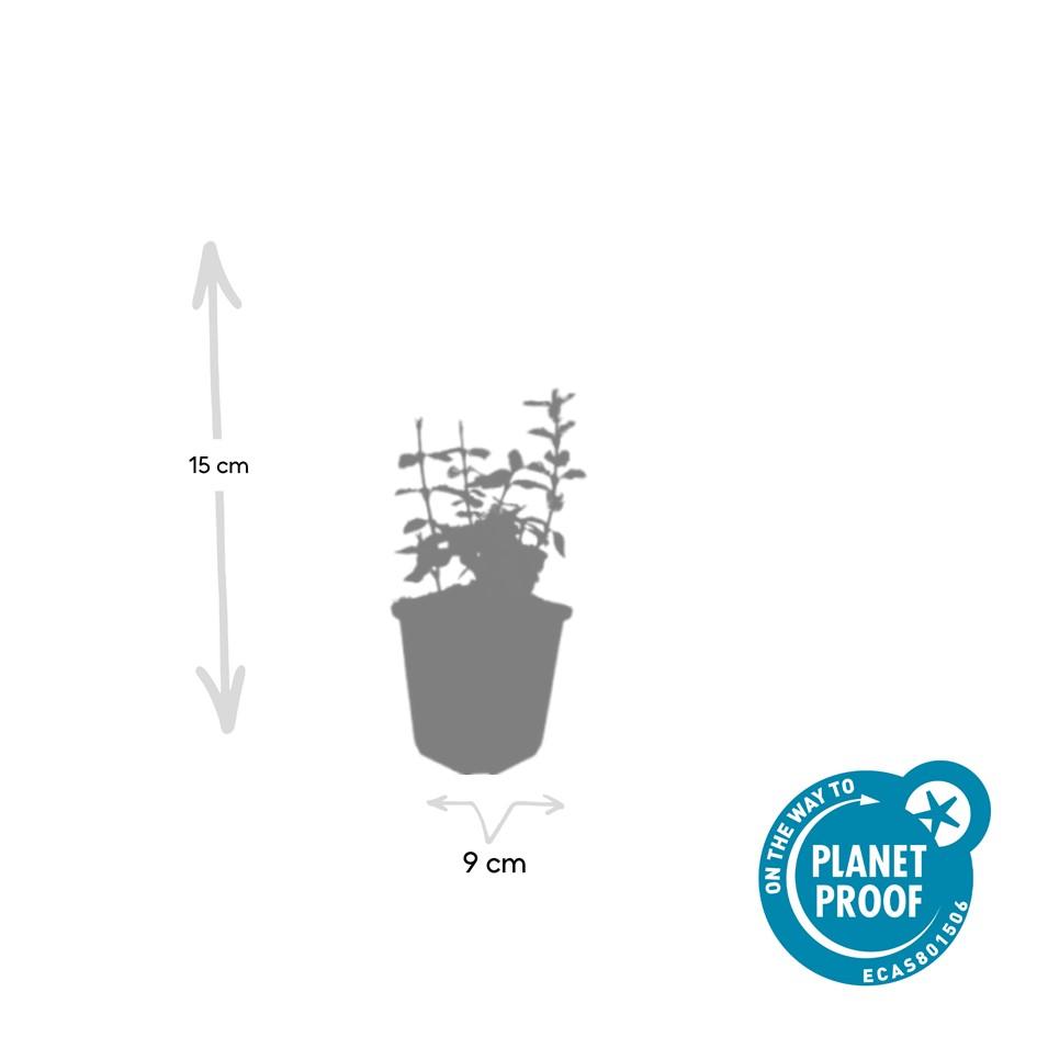 Garden basics 12x Euonymus fort. 'Harlequin' - ↕10-25cm - Ø9cm (47709)