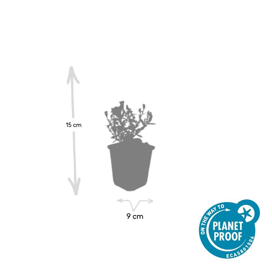 Garden basics 60x Aster (D) 'Prof. Anton Kippenberg' - ↕10-25cm - Ø9cm (47596)