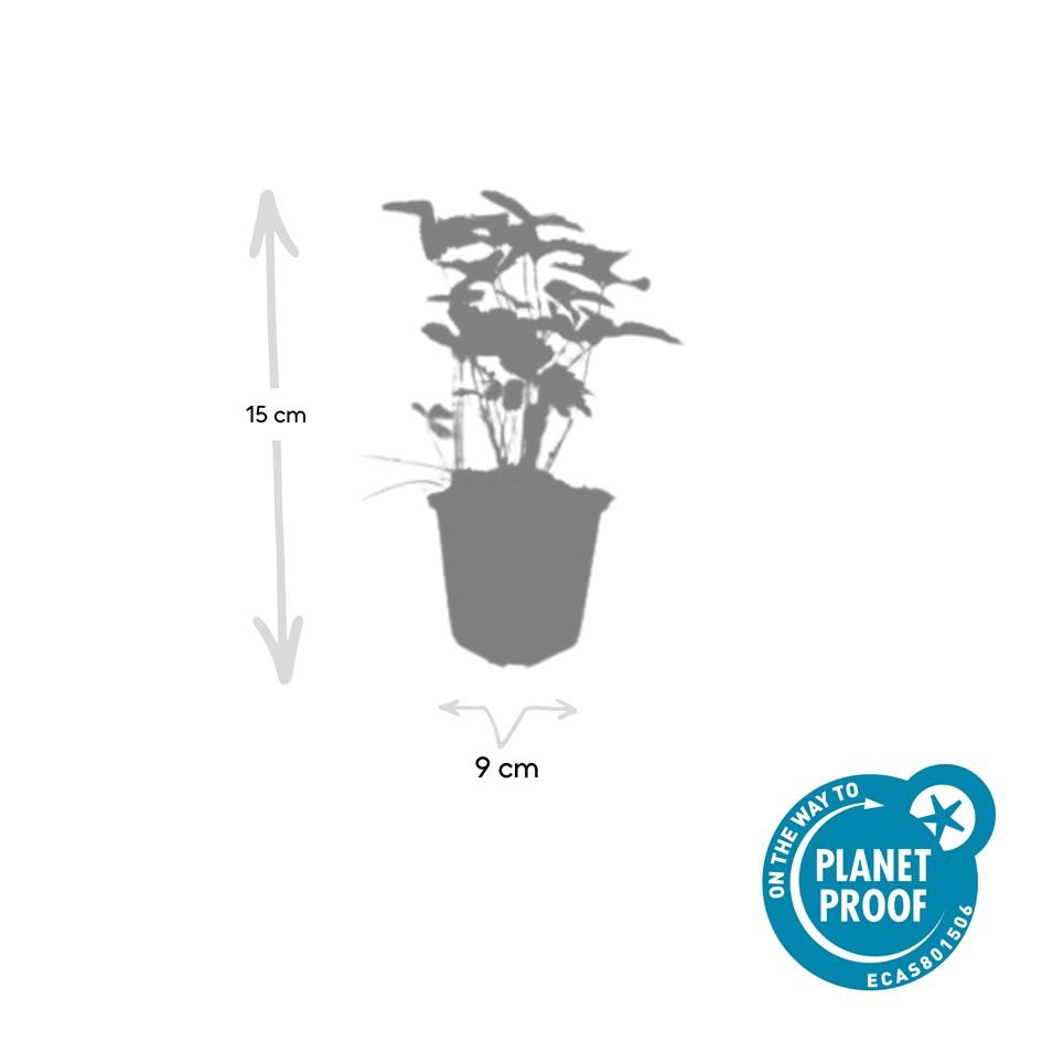 Garden basics 48x Fragaria vesca - ↕10-25cm - Ø9cm (50415)