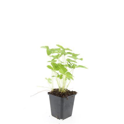 Garden basics 48x Fragaria vesca - ↕10-25cm - Ø9cm (50415)