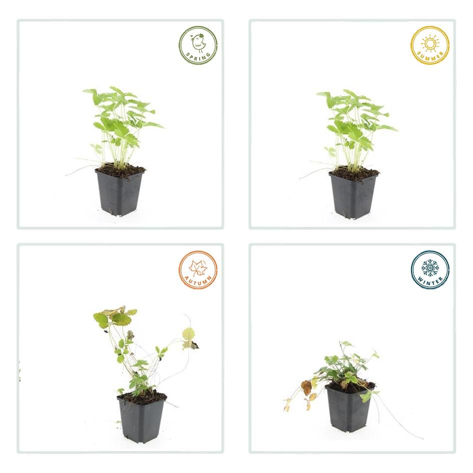 Garden basics 48x Fragaria vesca - ↕10-25cm - Ø9cm (50415)