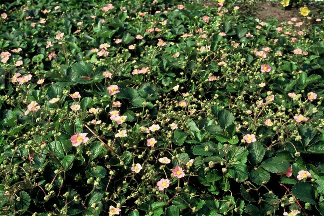 Garden basics 48x Fragaria vesca - ↕10-25cm - Ø9cm (50415)