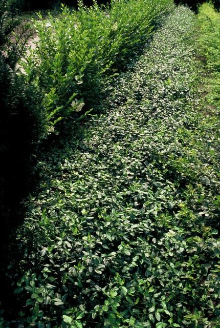 Garden basics 24x Euonymus fort. 'Dart's Blanket' - ↕10-25cm - Ø9cm (50404)
