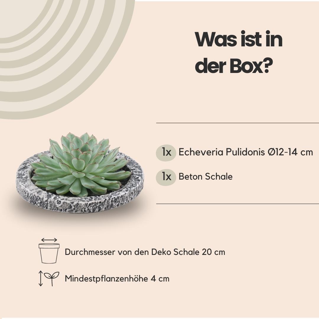 Rootless by aloe demi ROOTLESS Succulent Echeveria Pulidonis in schaal 'Concrete' Ø20 cm (8721001420162)