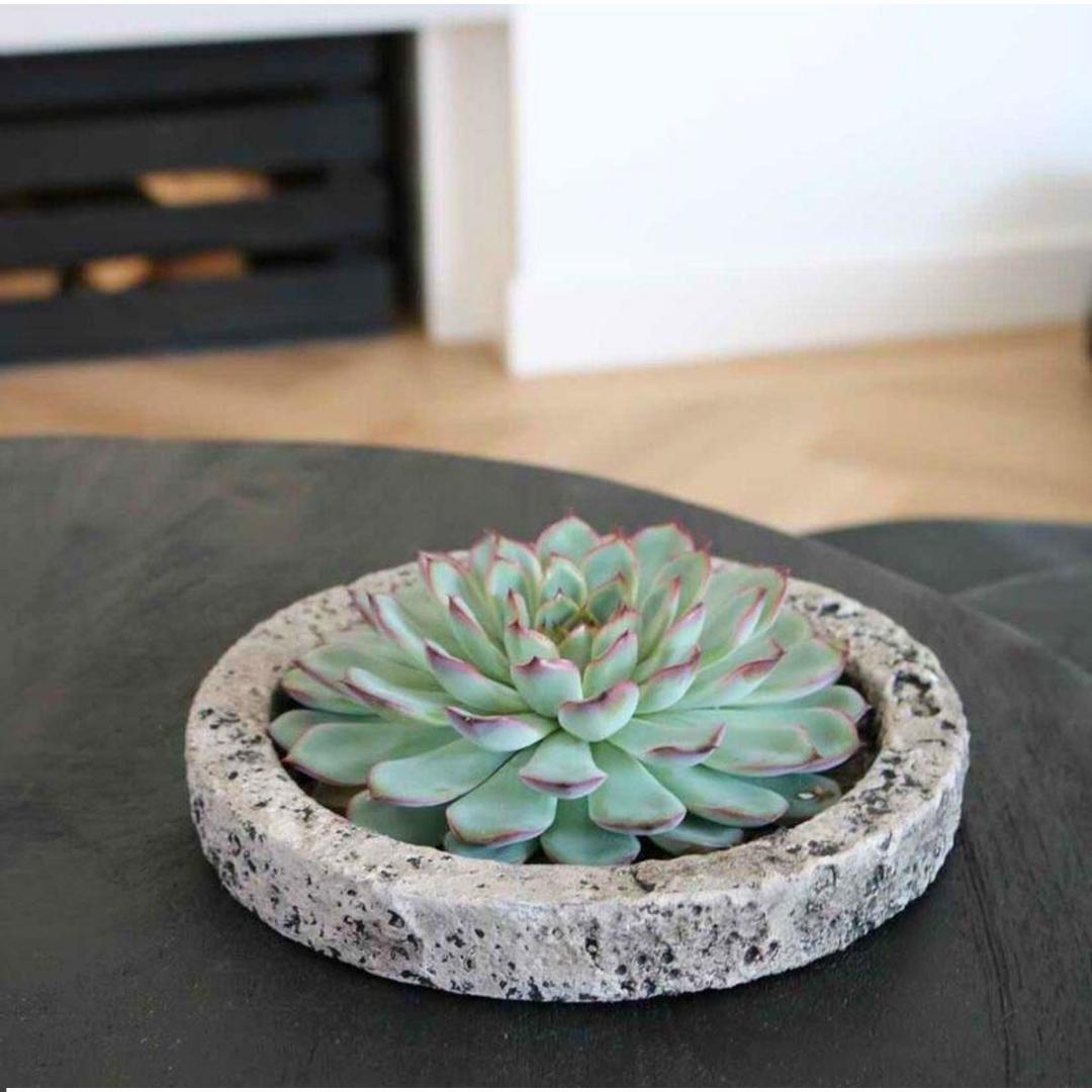 Rootless by aloe demi ROOTLESS Succulent Echeveria Pulidonis in schaal 'Concrete' Ø20 cm (8721001420162)