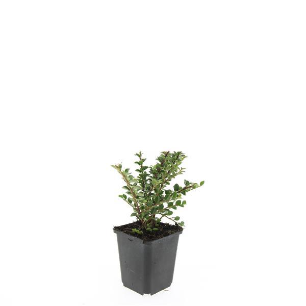 Garden basics 24x Cotoneaster horizontalis - ↕10-25cm - Ø9cm (50396)