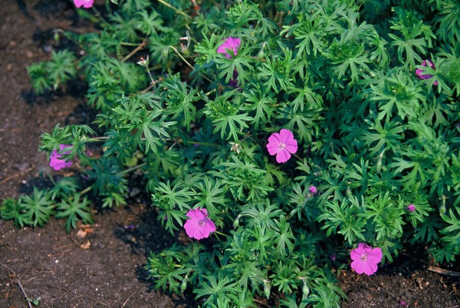 Garden basics 60x Geranium 'Tiny Monster' - ↕10-25cm - Ø9cm (47820)