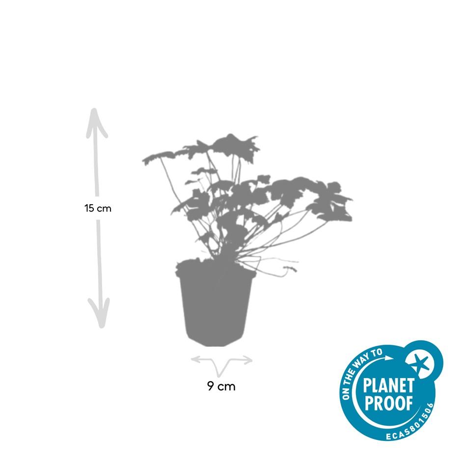 Garden basics 60x Geranium 'Tiny Monster' - ↕10-25cm - Ø9cm (47820)