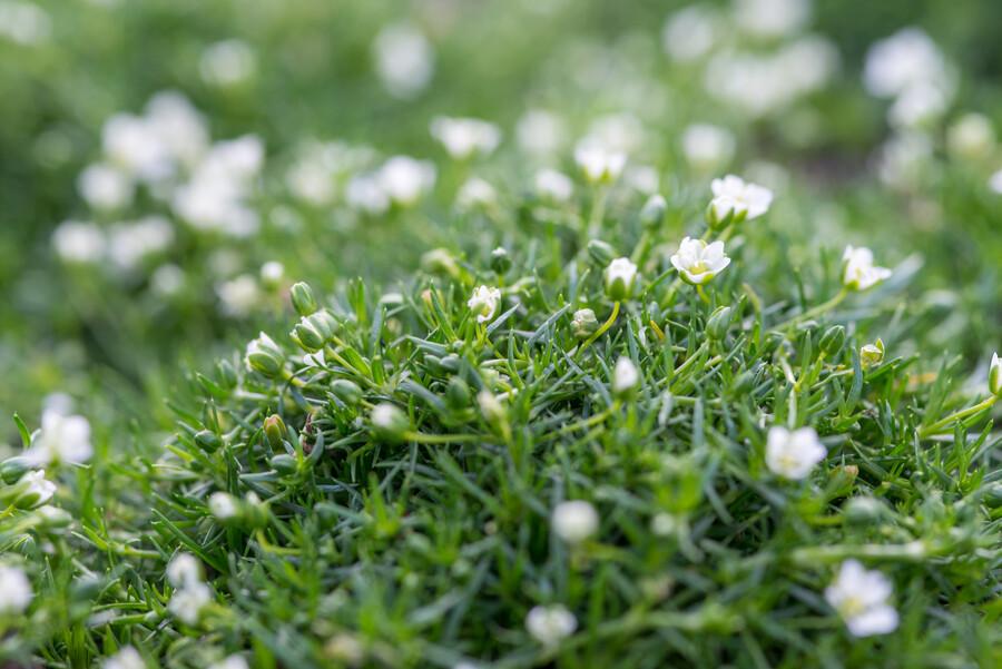 Garden basics 48x Sagina subulata - ↕10-25cm - Ø9cm (50594)