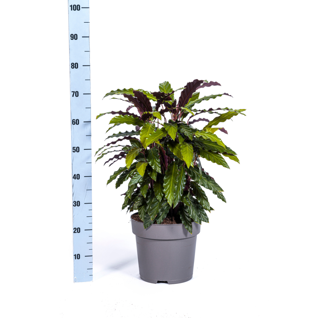 Calathea Rufibarba Ø27cm - ↕60 (4250308313746)