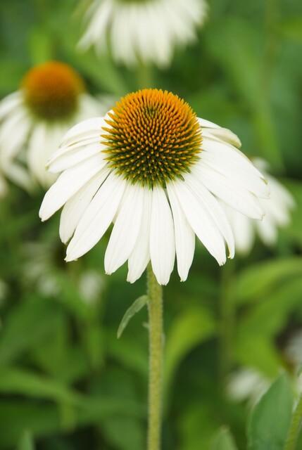 Garden basics 12x Echinacea p. 'White Swan' - ↕10-25cm - Ø9cm (47690)