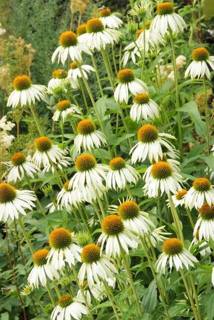 Garden basics 12x Echinacea p. 'White Swan' - ↕10-25cm - Ø9cm (47690)