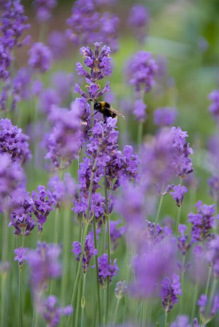 Garden basics 12x Lavandula ang. 'Munstead' - ↕10-25cm - Ø9cm (47877)