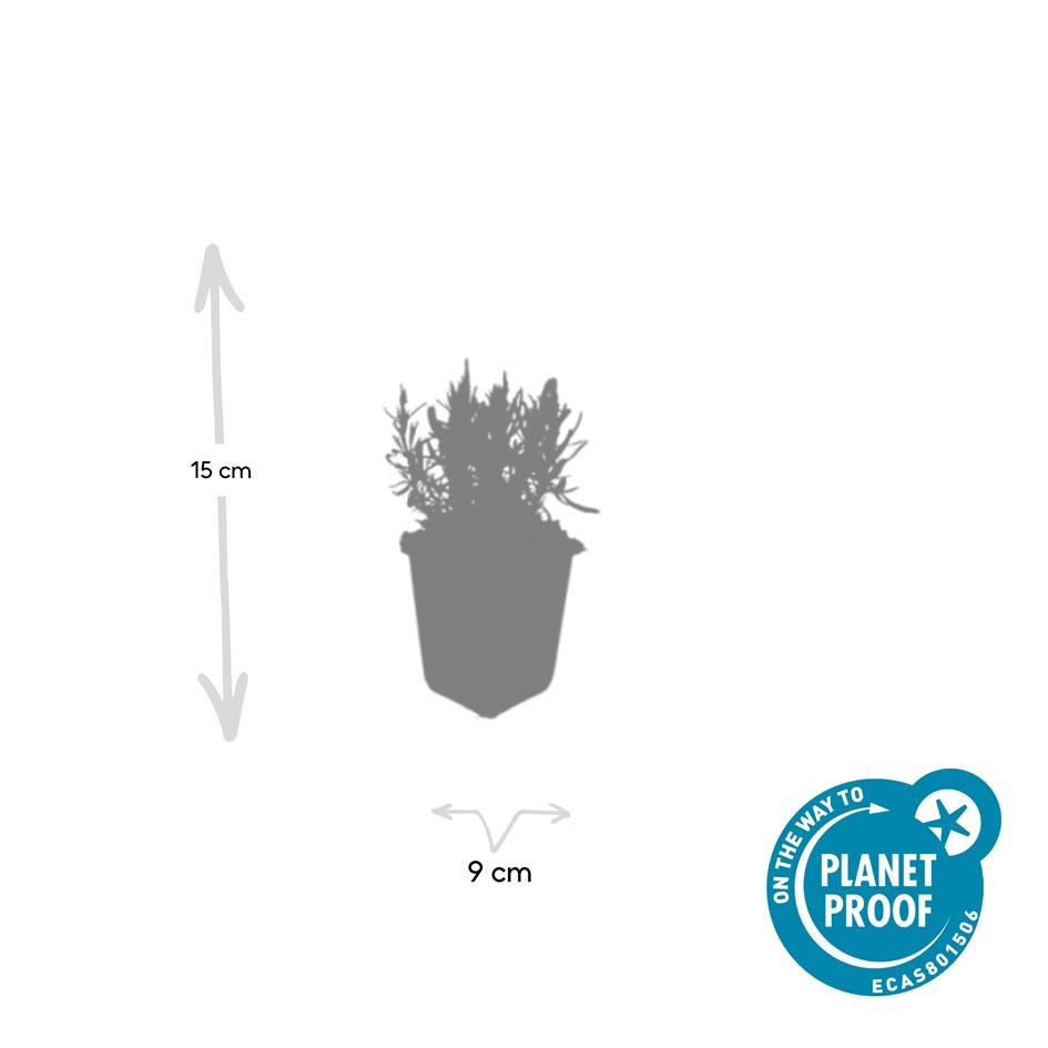 Garden basics 12x Lavandula ang. 'Munstead' - ↕10-25cm - Ø9cm (47877)