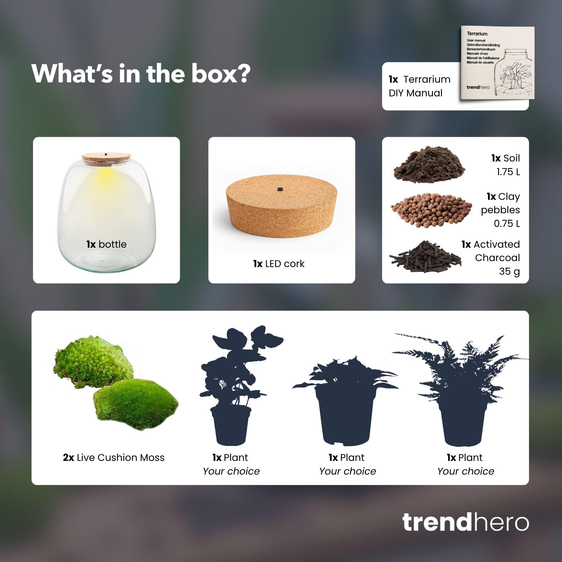 Planten terrarium - Emma - DIY kit - Ø 23 cm - Hedera White (52493)