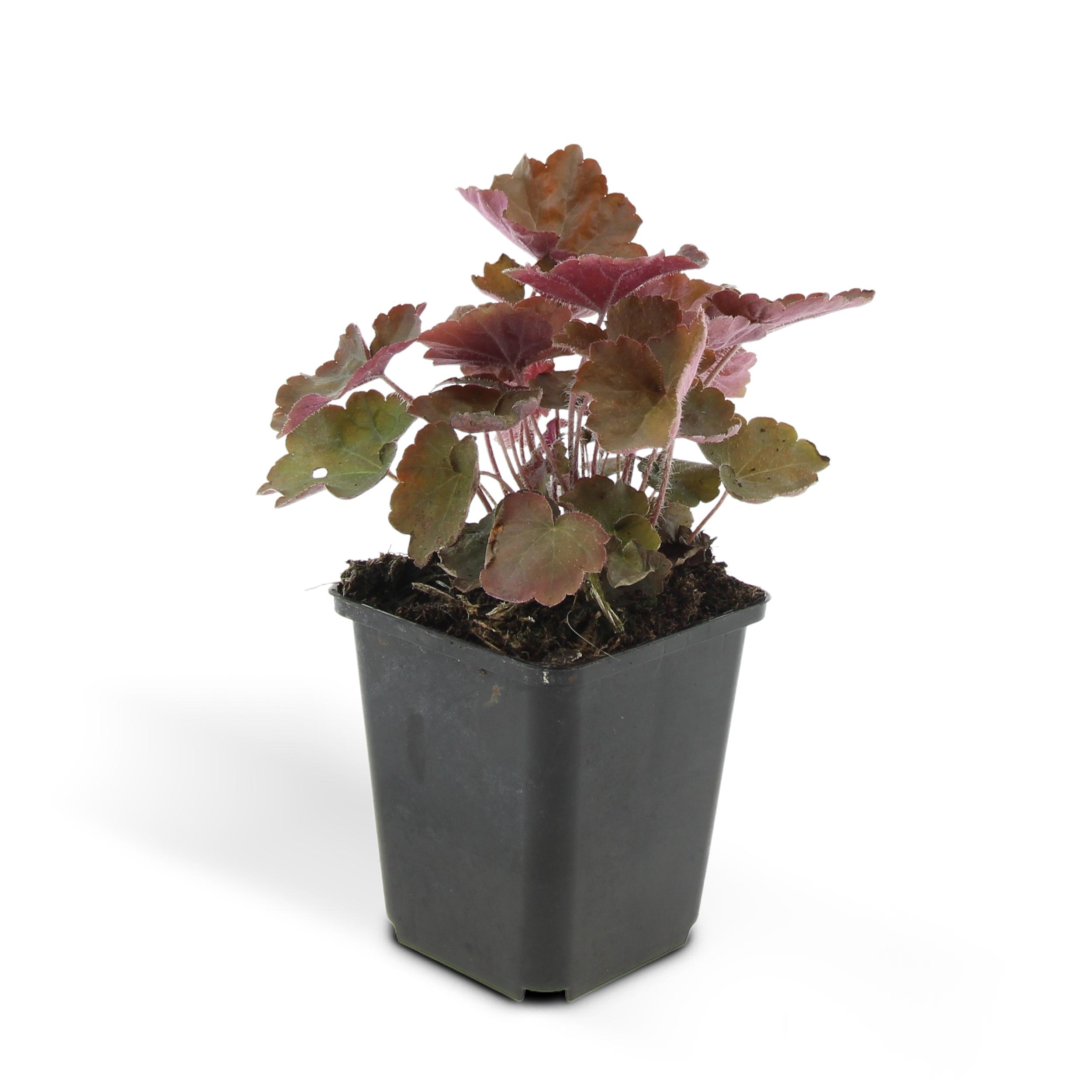 Garden basics 24x Heuchera mic. 'Palace Purple' - ↕10-25cm - Ø9cm (50326)