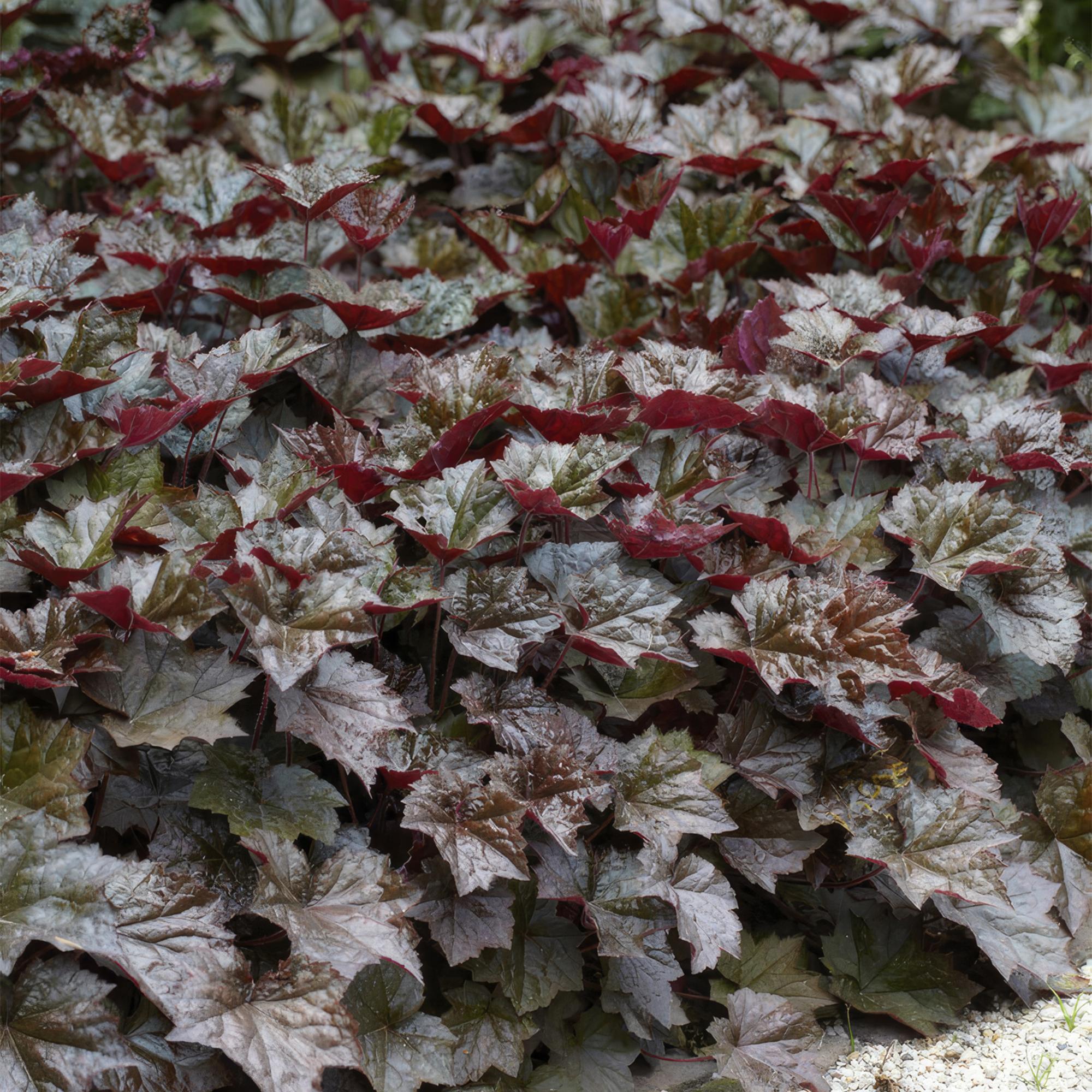Garden basics 24x Heuchera mic. 'Palace Purple' - ↕10-25cm - Ø9cm (50326)