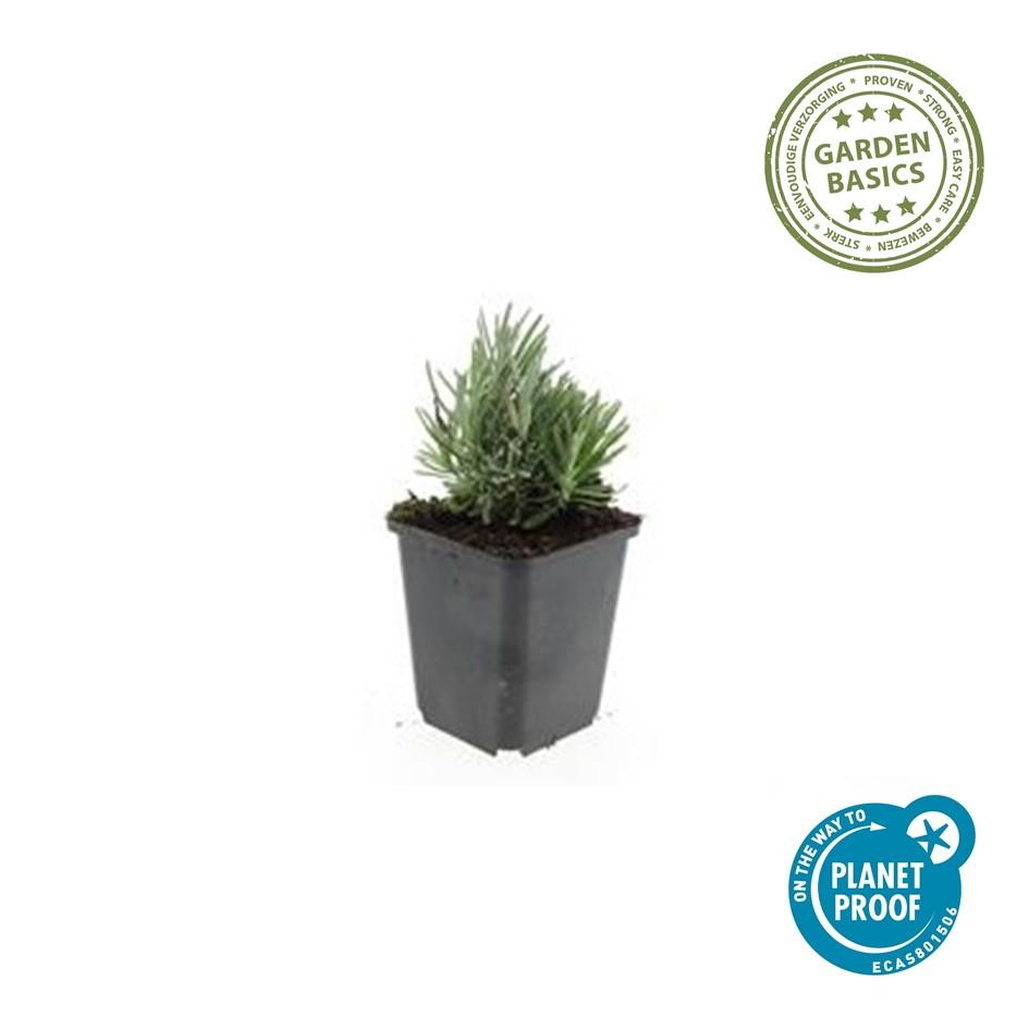 Garden basics 24x Lavandula ang. 'Dwarf Blue' - ↕10-25cm - Ø9cm (50458)