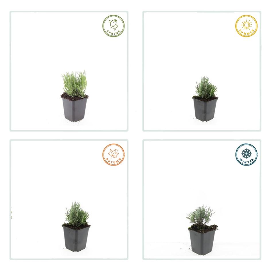 Garden basics 24x Lavandula ang. 'Dwarf Blue' - ↕10-25cm - Ø9cm (50458)