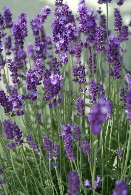 Garden basics 24x Lavandula ang. 'Dwarf Blue' - ↕10-25cm - Ø9cm (50458)