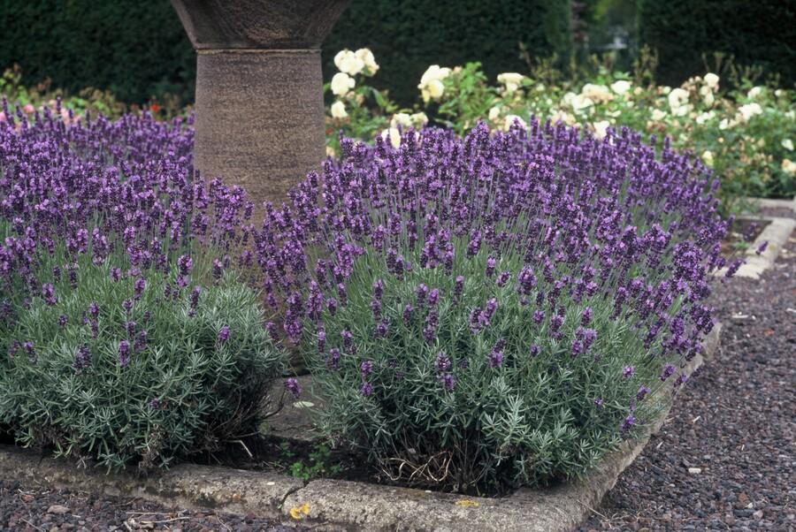 Garden basics 24x Lavandula ang. 'Dwarf Blue' - ↕10-25cm - Ø9cm (50458)