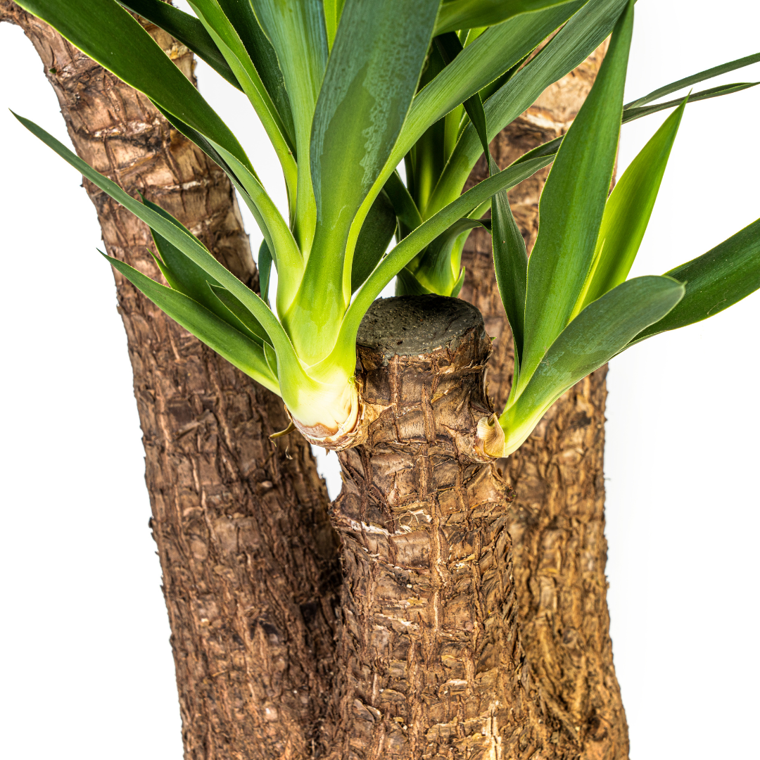 Yucca Elephantipes Vertakt met mand (48769)