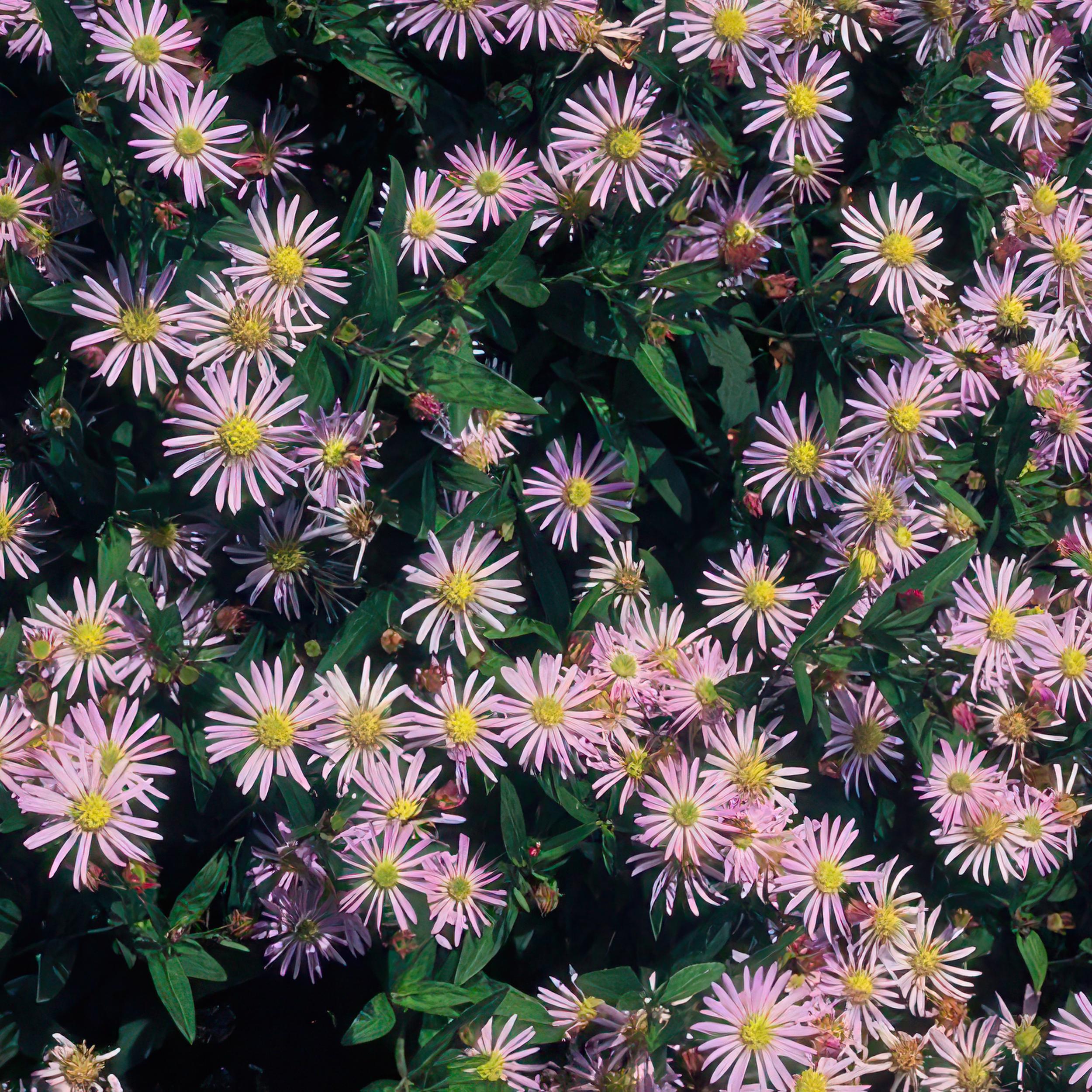 Garden basics 48x Aster ageratoides 'Asran' - ↕10-25cm - Ø9cm (50277)