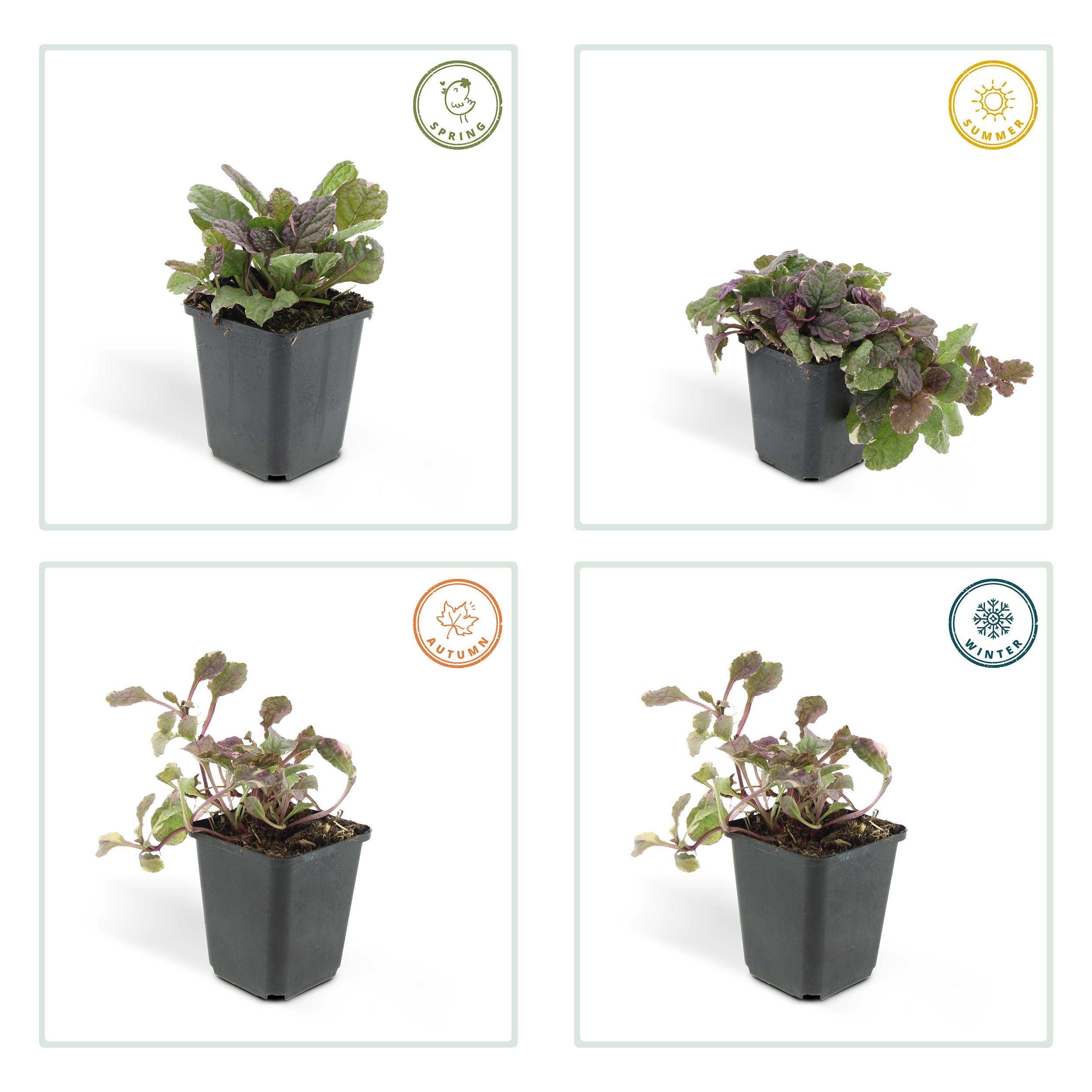 Garden basics 24x Ajuga reptans 'Burgundy Glow' - ↕10-25cm - Ø9cm (50360)