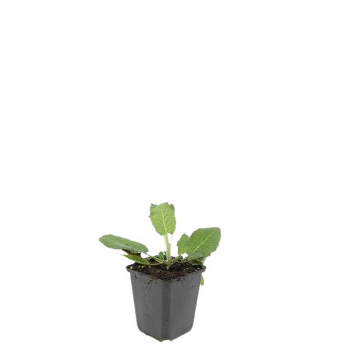 Garden basics 24x Salvia nem. 'Mainacht' - ↕10-25cm - Ø9cm (50597)