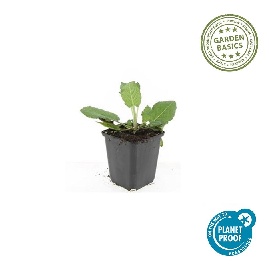 Garden basics 24x Salvia nem. 'Mainacht' - ↕10-25cm - Ø9cm (50597)