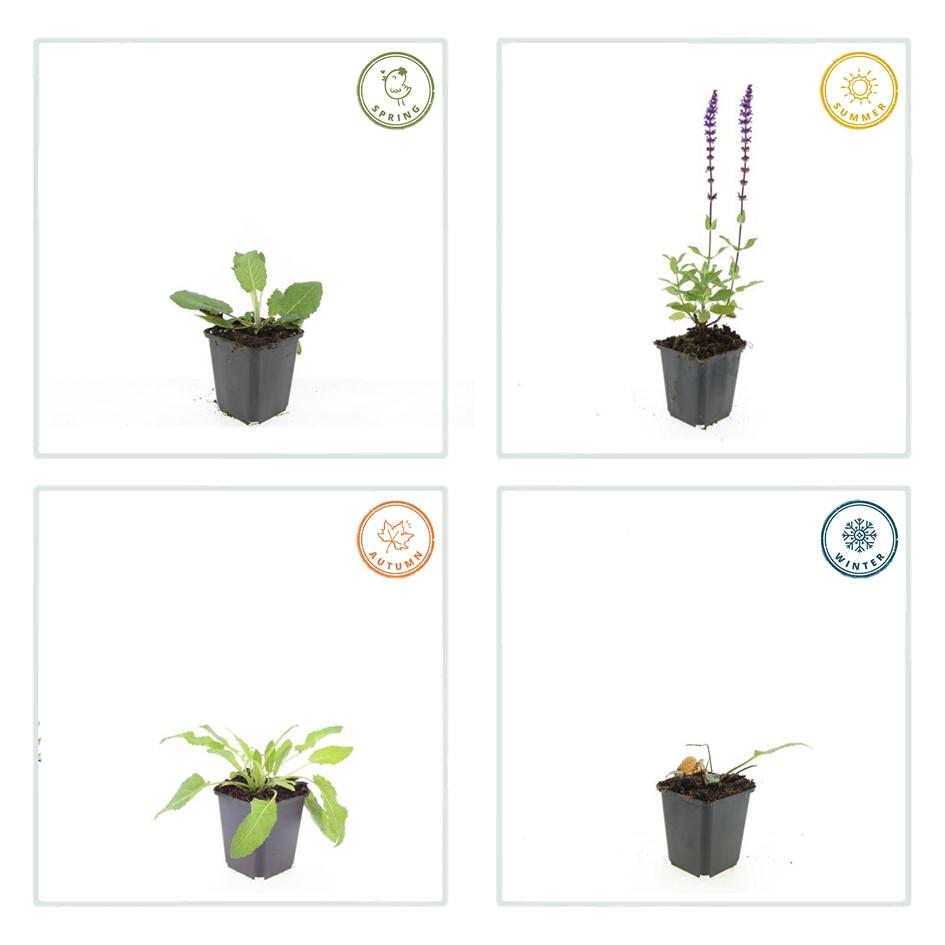 Garden basics 24x Salvia nem. 'Mainacht' - ↕10-25cm - Ø9cm (50597)