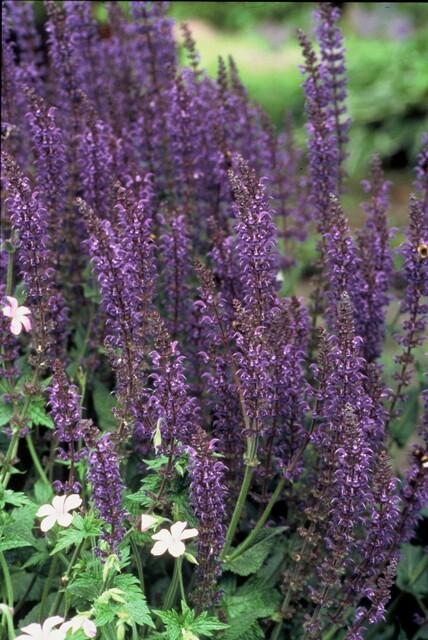 Garden basics 24x Salvia nem. 'Mainacht' - ↕10-25cm - Ø9cm (50597)