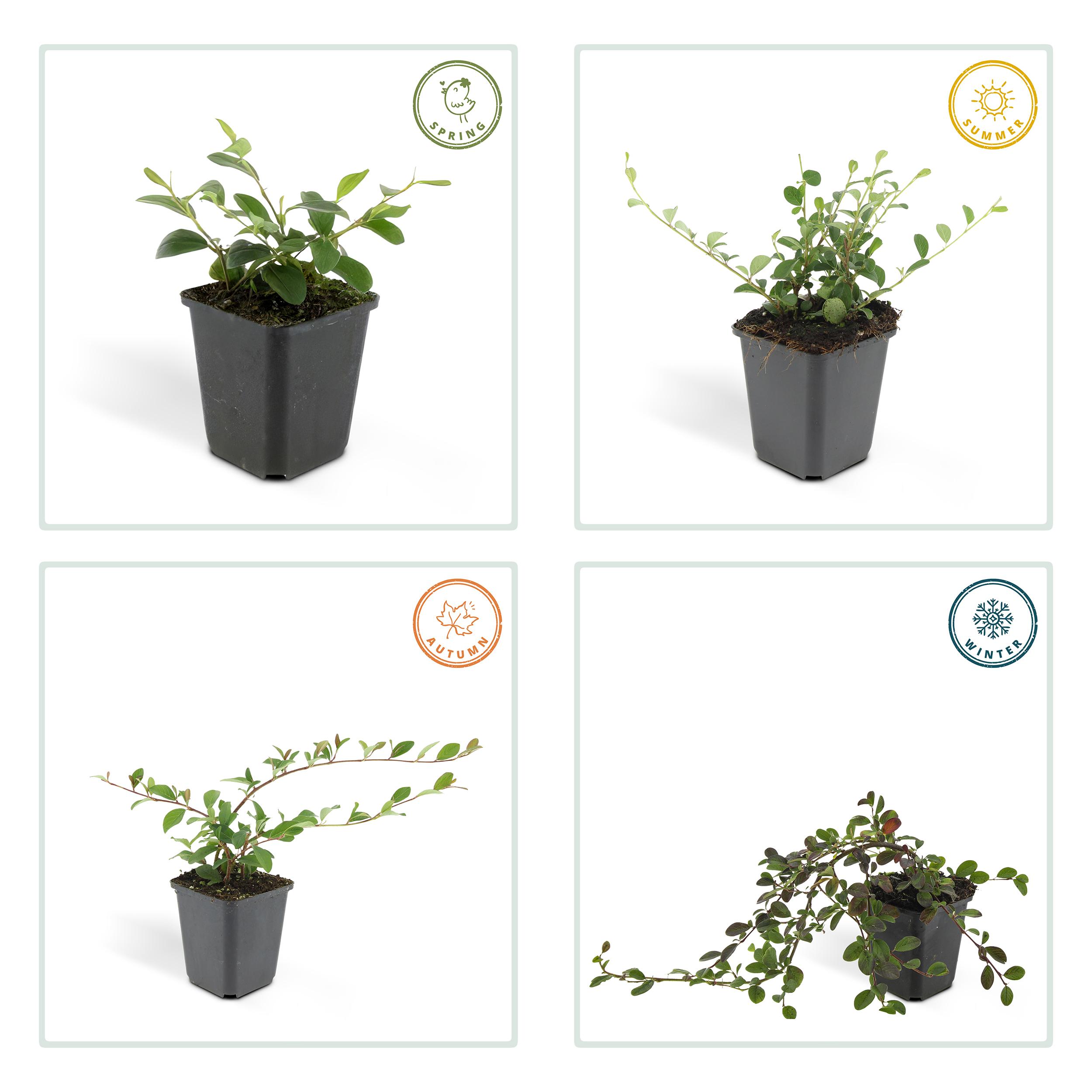 Garden basics 6x Cotoneaster dam. 'Major' - Ø9cm (46879)