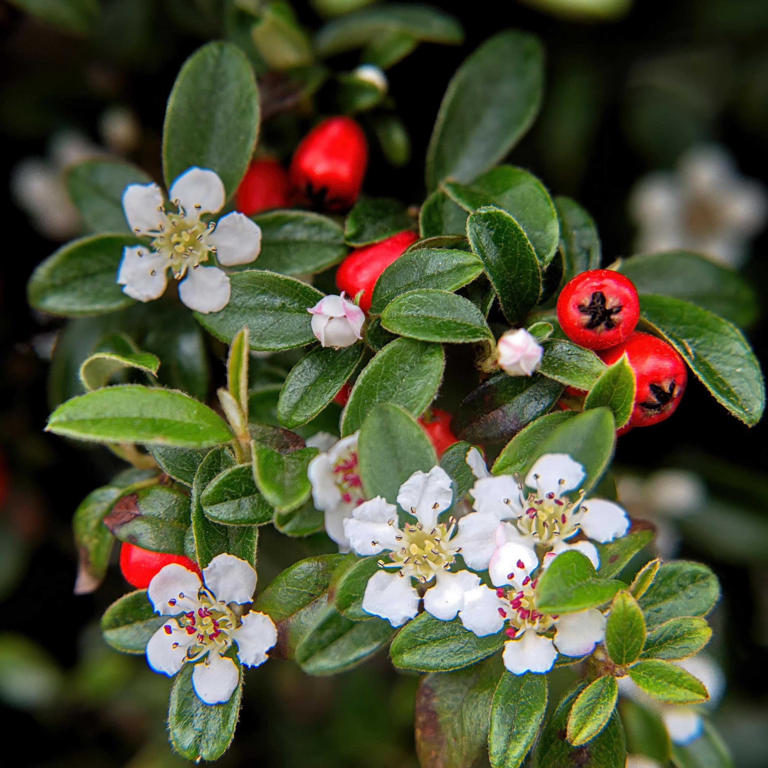 Garden basics 6x Cotoneaster dam. 'Major' - Ø9cm (46879)