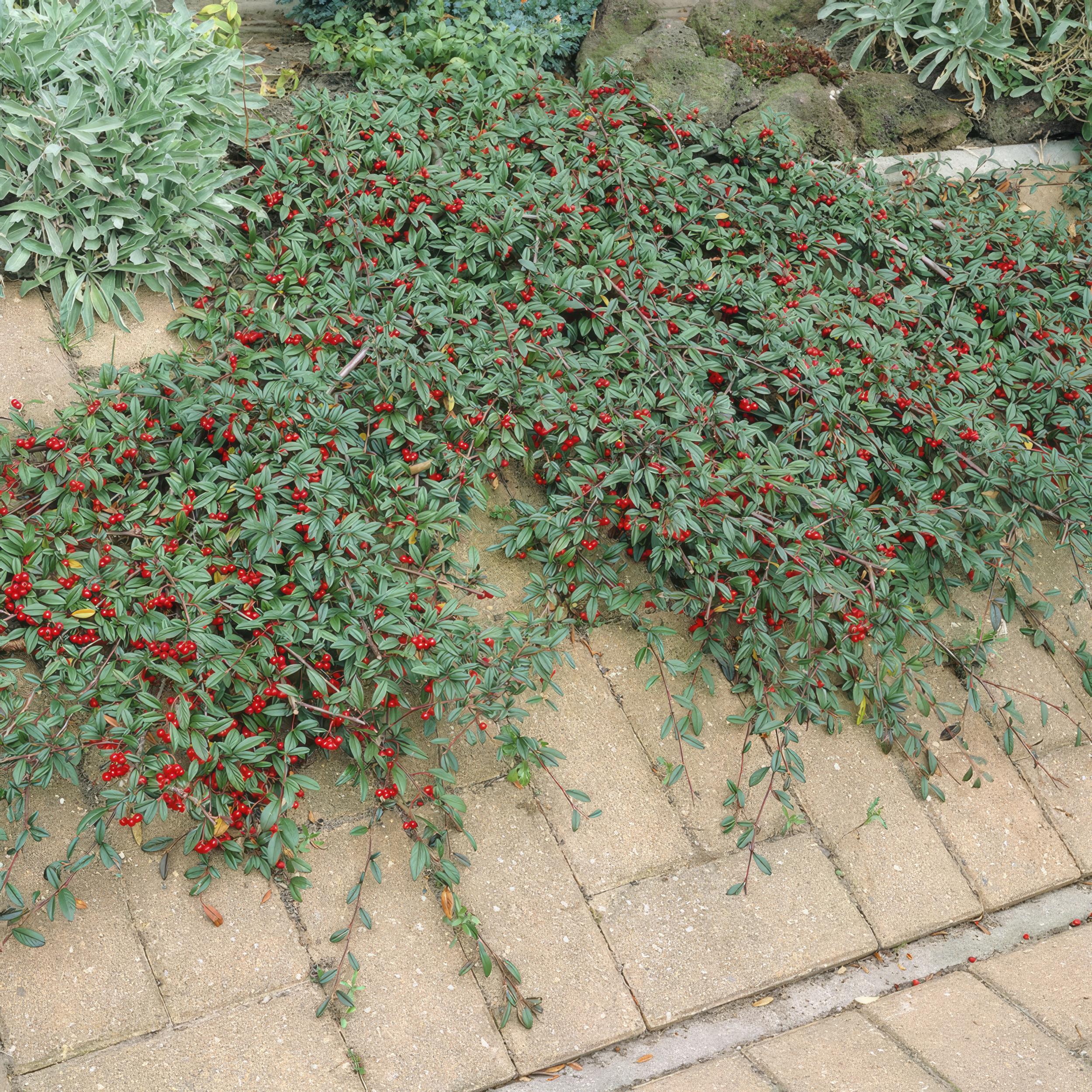 Garden basics 6x Cotoneaster dam. 'Major' - Ø9cm (46879)