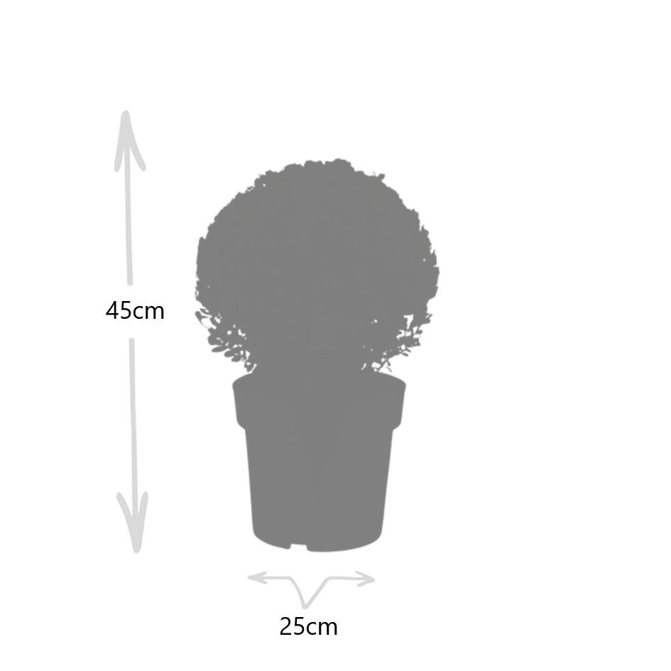 Premium basics 2x Ilex crenata 'Jenny' bol XL | set van 2 stuks | 25 cm Ø (48277)