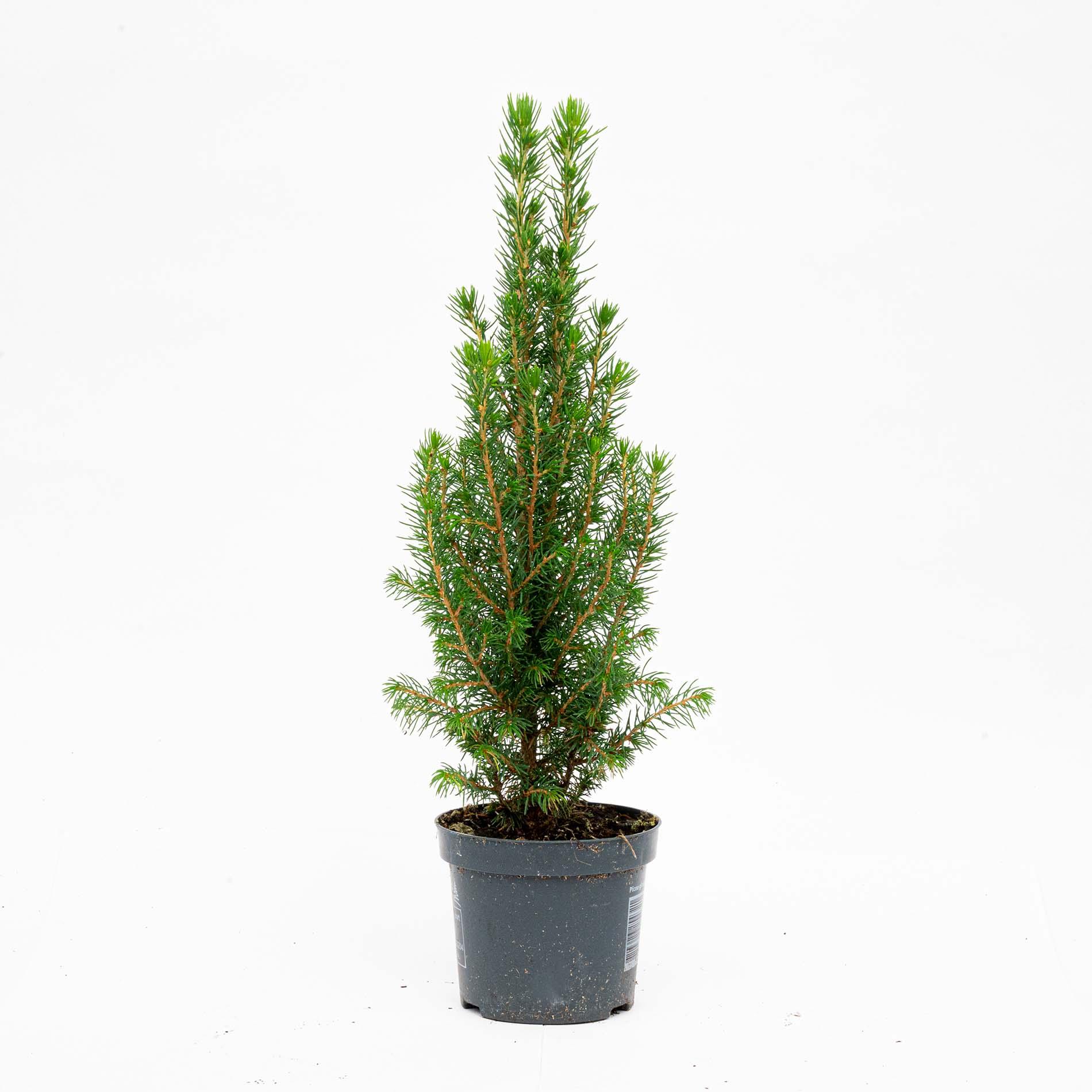 3x Mini Christmas Tree - Picea Glauca Perfecta - 25-30 cm (8720872025346)