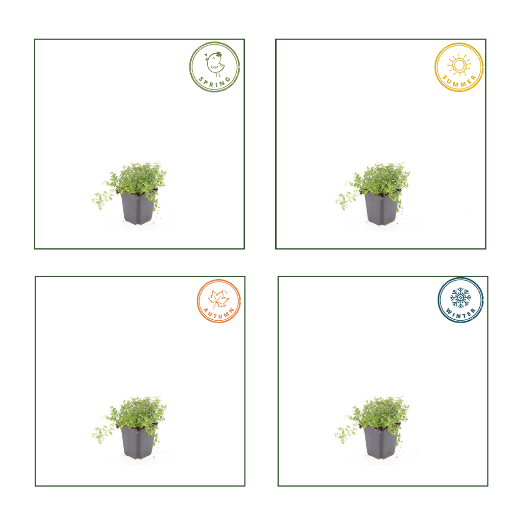 Garden basics 12x thymus serpyllum - ↕10-25cm - Ø9cm (54772)