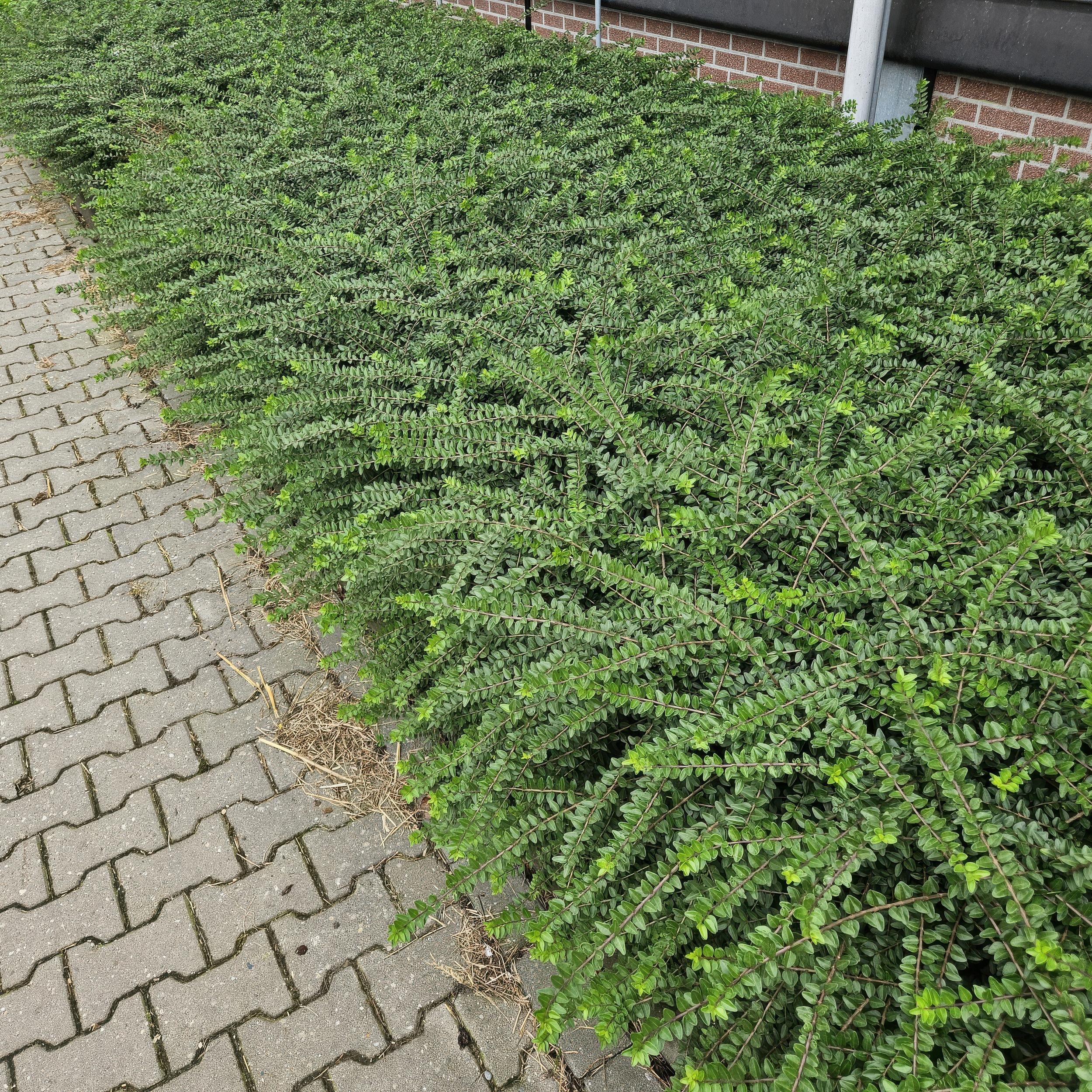 Garden basics 12x Lonicera nit. 'Maigrün' - ↕10-25cm - Ø9cm (46950)