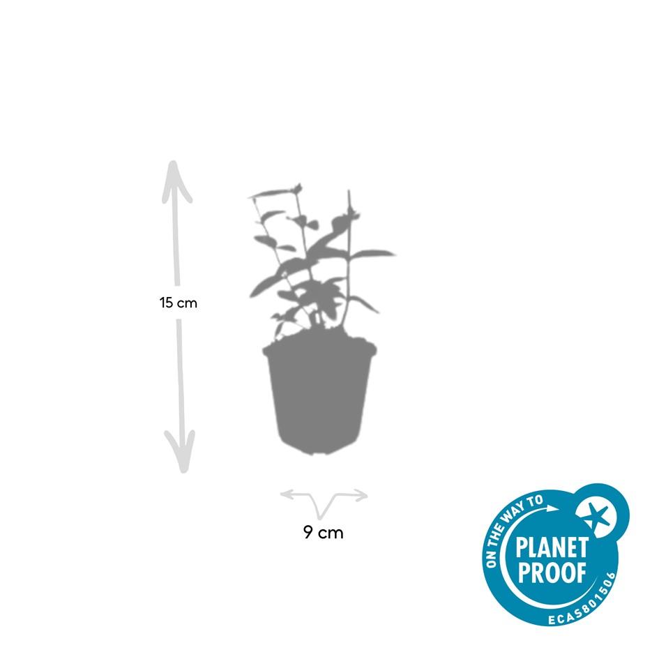 Garden basics 6x Hypericum inodorum 'Annebel' - ↕10-25cm - Ø9cm (47836)