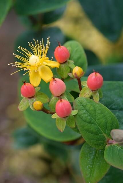 Garden basics 6x Hypericum inodorum 'Annebel' - ↕10-25cm - Ø9cm (47836)