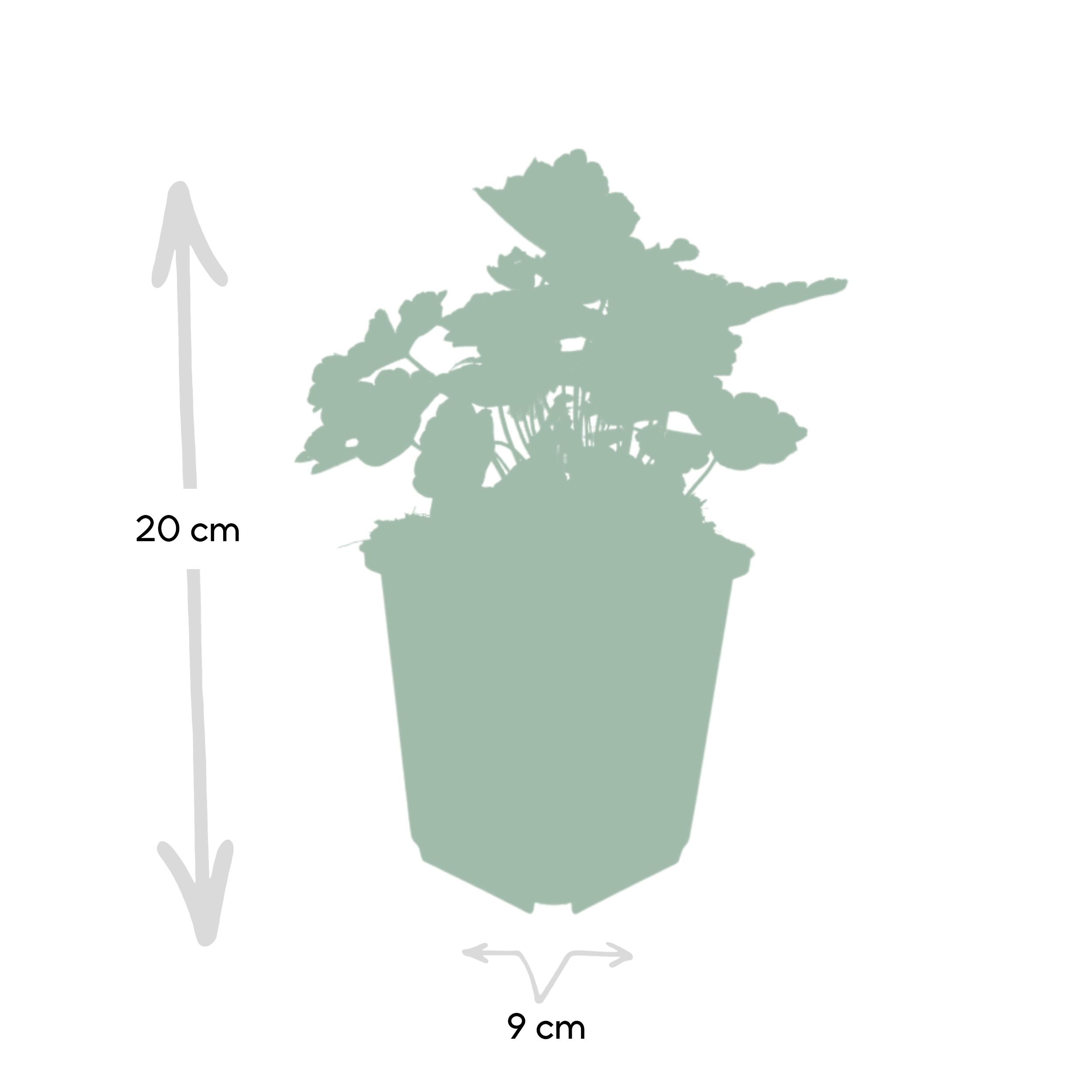 Garden basics 48x Heuchera mic. 'Palace Purple' - ↕10-25cm - Ø9cm (50327)